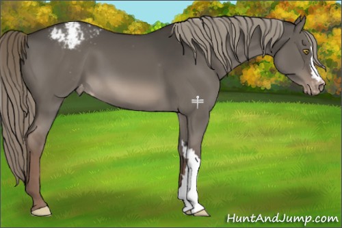 Horse Color:Liver Red Dun Mushroom Appaloosa 
