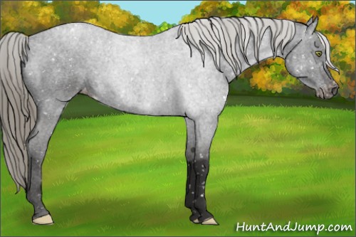 Horse Color:Liver Chestnut Mushroom Appaloosa 