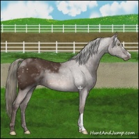 Horse Color:Liver Chestnut Mushroom Snowflake Varnish