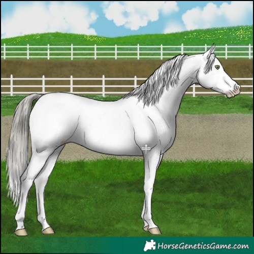 Horse Color:Liver Chestnut Mushroom Appaloosa 