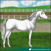 Horse Color:Liver Chestnut Mushroom Appaloosa 
