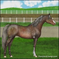 Horse Color:Liver Chestnut Mushroom Appaloosa