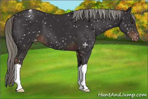 Horse Color:Liver Chestnut Mushroom Appaloosa 