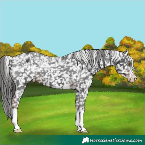 Horse Color:Liver Chestnut Appaloosa 