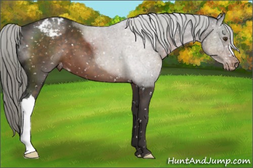 Horse Color:Liver Chestnut Mushroom Appaloosa 