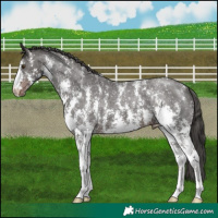 Horse Color:Liver Chestnut Sabino Appaloosa 