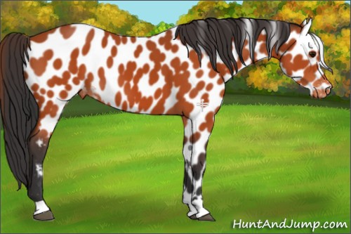 Horse Color:Bay Appaloosa 