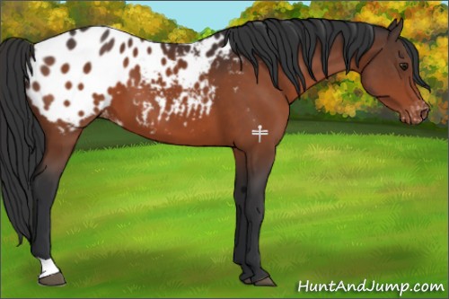 Horse Color:Brown Appaloosa 