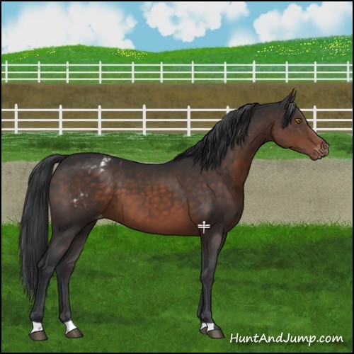 Horse Color:Brown Blanket