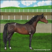 Horse Color:Brown Appaloosa 