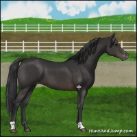 Horse Color:Brown Appaloosa