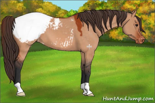 Horse Color:Bay Dun Appaloosa 