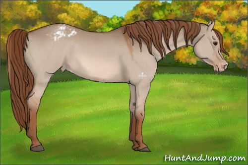 Horse Color:Red Dun Appaloosa 