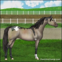 Horse Color:Brown Dun Appaloosa 