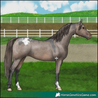 Horse Color:Brown Dun Appaloosa 