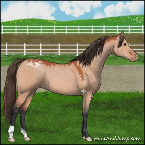 Horse Color:Bay Dun Snowflake Varnish 