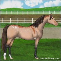 Horse Color:Bay Dun Appaloosa 