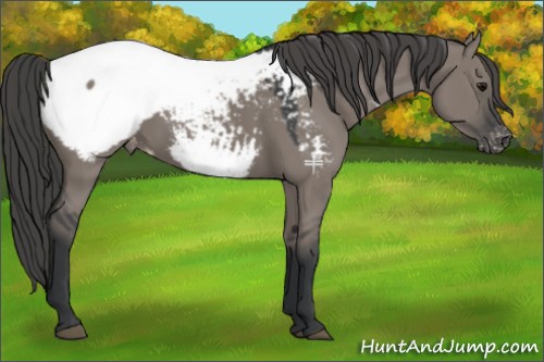 Horse Color:Grullo Appaloosa 