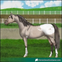 Horse Color:Liver Red Dun Snowcap 