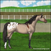 Horse Color:Brown Dun Appaloosa