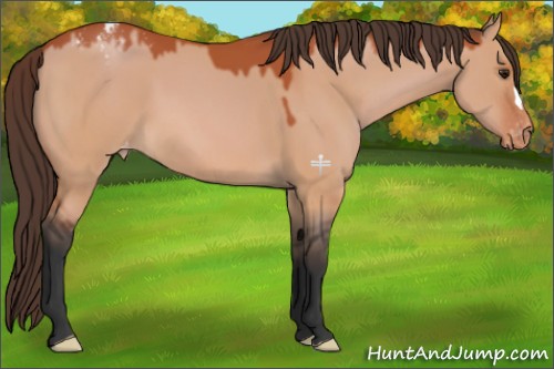 Horse Color:Bay Dun Appaloosa 