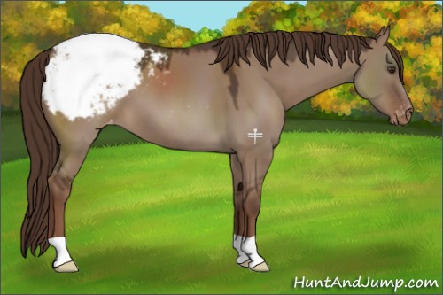 Horse Color:Liver Red Dun Appaloosa 