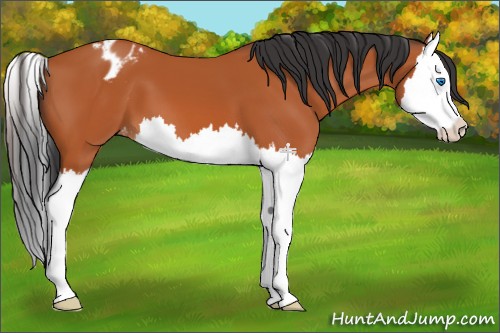 Horse Color:Bay Splash Appaloosa 