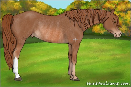 Horse Color:Chestnut Appaloosa Rabicano 