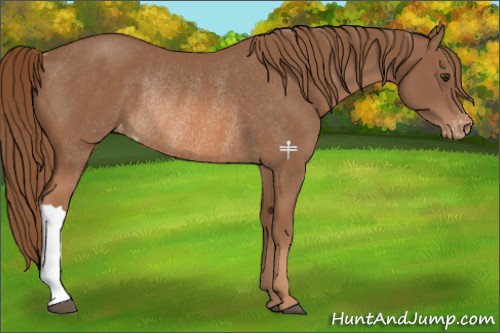 Horse Color:Chestnut Appaloosa Rabicano 