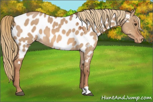 Horse Color:Red Dun Appaloosa 