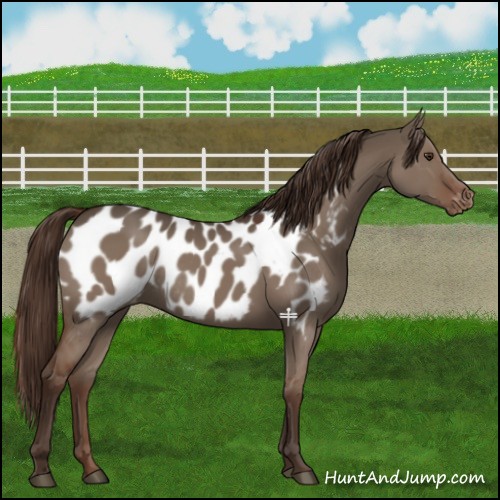 Horse Color:Liver Red Dun Near Leopard Rabicano 