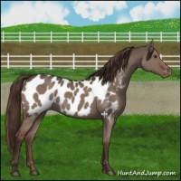 Horse Color:Liver Red Dun Appaloosa Rabicano 