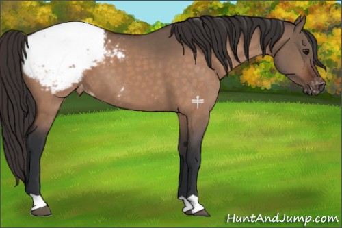 Horse Color:Brown Dun Appaloosa 