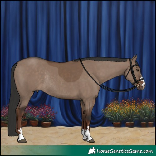 Horse Color:Liver Red Dun Rabicano 