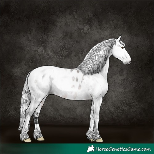 Horse Color:Gray Platinum White Spotted Silver Bay Dun Tobiano Appaloosa 