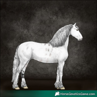 Horse Color:Gray Platinum White Spotted Silver Bay Dun Tobiano Appaloosa 