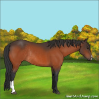 Horse Color:Bay Rabicano 