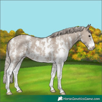 Horse Color:Silver Grullo Sabino