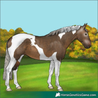 Horse Color:Gray Silver Brown Dun Tobiano 