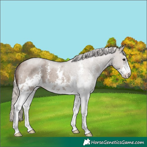 Horse Color:Silver Grullo Roan Sabino 