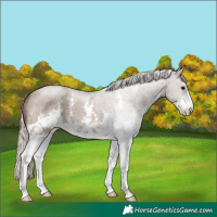 Horse Color:Silver Grullo Roan Sabino