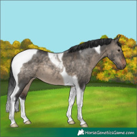 Horse Color:Brown Dun Tobiano 