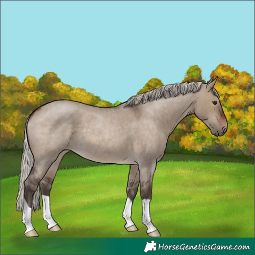 Horse Color:Silver Brown Roan Dun 
