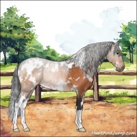 Horse Color:White Spotted Bay