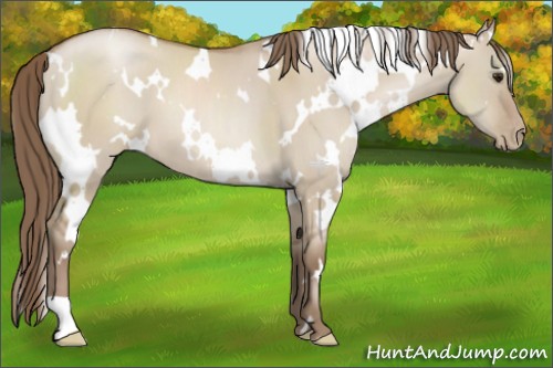 Horse Color:White Spotted Grullo Pearl 