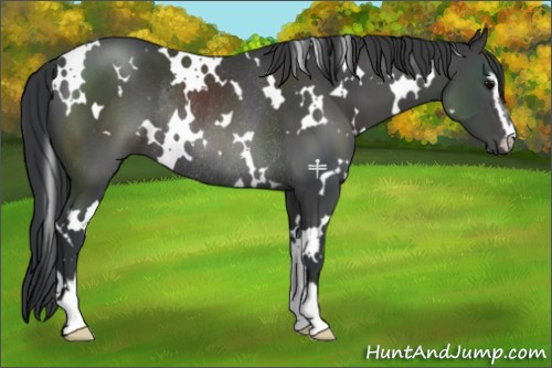 Horse Color:White Spotted Black Sabino Rabicano 