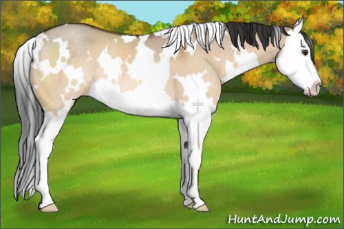 Horse Color:White Spotted Brown Dun Splash Rabicano 