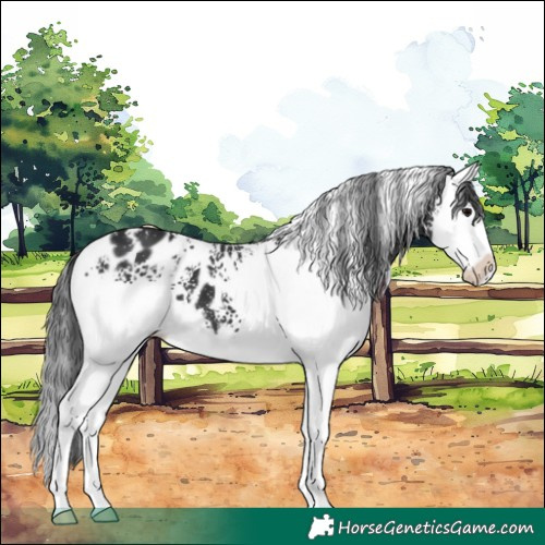 Horse Color:White Spotted Black Splash Appaloosa 