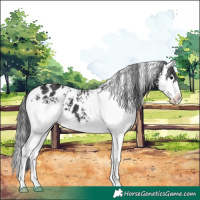 Horse Color:White Spotted Black Splash Appaloosa 