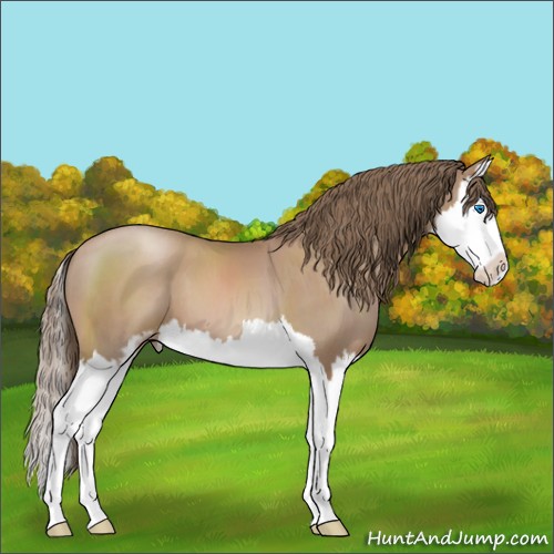 Horse Color:Black Pearl Sabino Splash 